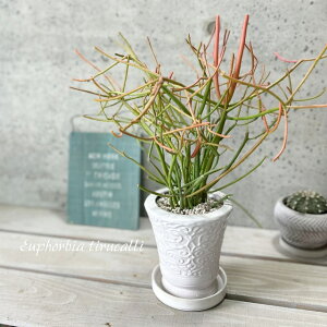 ϗtAy[tHrAz~NubV M4.5픫iMtCX016WjiMR03-135j