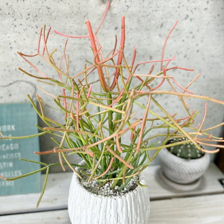 楽天市場】観葉植物【ユーフォルビア属】ミルクブッシュ5.5号セメント 