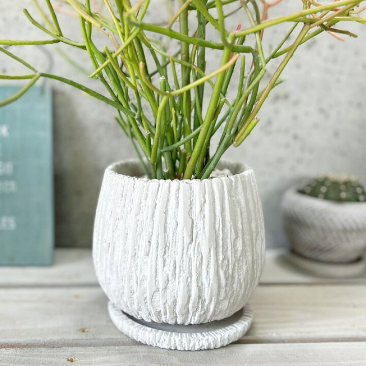 楽天市場】観葉植物【ユーフォルビア属】ミルクブッシュ5.5号セメント 