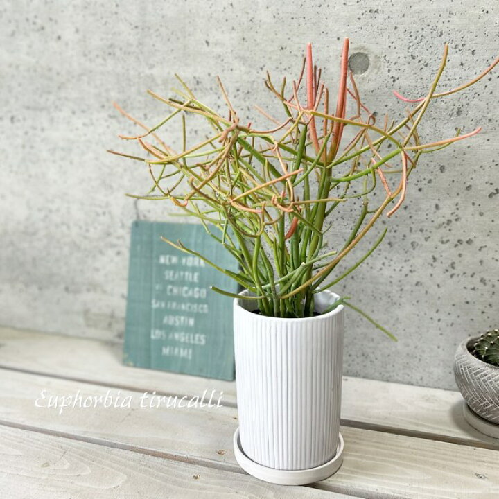楽天市場】観葉植物【ユーフォルビア属】ミルクブッシュ4号陶器鉢（皿 