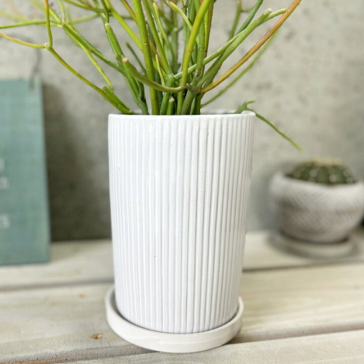 楽天市場】観葉植物【ユーフォルビア属】ミルクブッシュ4号陶器鉢（皿 