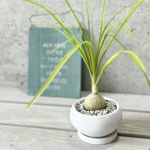 ϗtAygbNzgbN ACXt[[4픫iMtjiCF05-12WHj