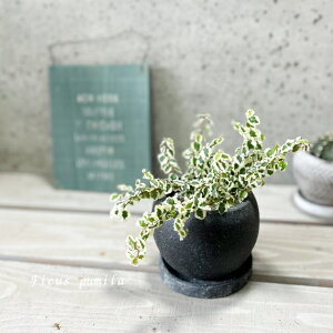 �ϗt�A���y�t�B�J�X���z�t�B�J�X�E�v�~���T�j�[4���Z�����g���i�M�tRS120BK�j�iGG32T-GR�j