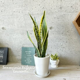 観葉植物【サンセヴィエリア属】サンスベリア・ローレンティー 5号S合成樹脂鉢皿付（ボタニートールポット）