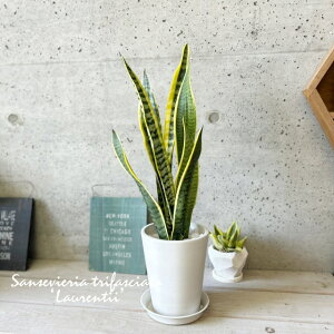 ϗtAyTZBGAzTXxAE[eB[ 5SMti{^j[g[|bgj