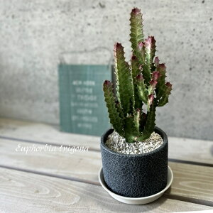 ϗtAy[tHrAzTCEJN4.5ZgiWC832-BKjivMtj