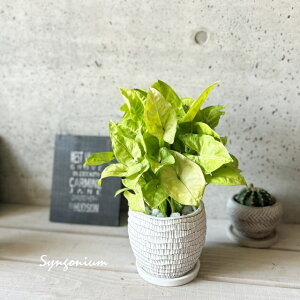 観葉植物【シンゴニウム属】ポドフィルム クリームアリュージョン5号セメント鉢 皿付(WC0097L-W)