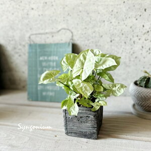 ϗtAyVSjEz|htB VL[3.5S ZgiGG16702-BKj