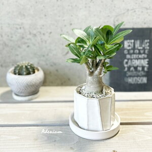 ϗtAyAfjEzAfjE(s)3.5픫iYJ230222-Wj(MtCX137)