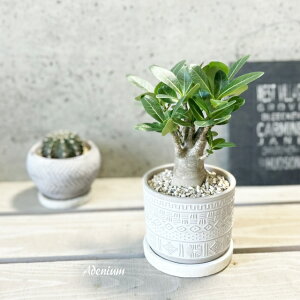 ϗtAyAfjEzAfjE(s)4ZgiHH8119jiMtRS120j