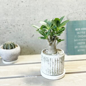 ϗtAyAfjEzAfjE(s)3.5ZgiGG30BjiMtRS120j