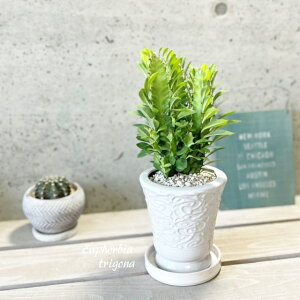 �ϗt�A���y���[�t�H���r�A���z�T�C�E���J�N4.5�����픫�iMR03-135�j�i�M�tCX137�j