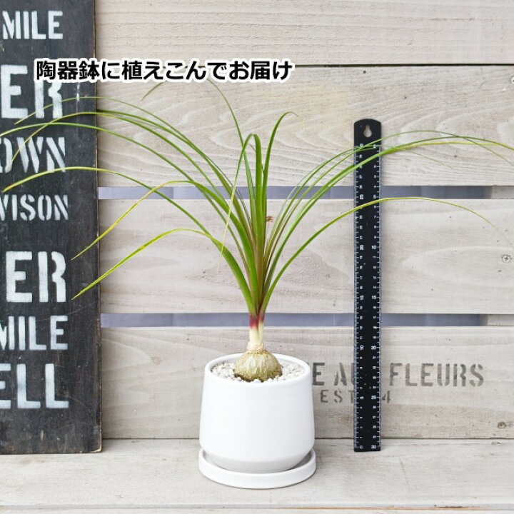 楽天市場】観葉植物【トックリラン属】トックリラン【S】ノリナ3.5号 