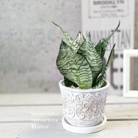 観葉植物【サンセヴィエリア属】サンスベリア・緑葉ハニーL4号セメント鉢（ER41GYBB）（皿付RS120）