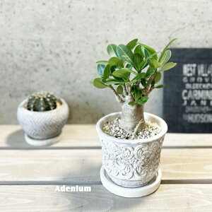 ϗtAyAfjEzAfjE(s)4ZgiER41GYBBjiMtRS120j