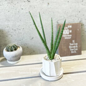観葉植物【サンセヴィエリア属】サンスベリア・ボブ3.5号陶器鉢（YJ230222-W）(皿付CX137)