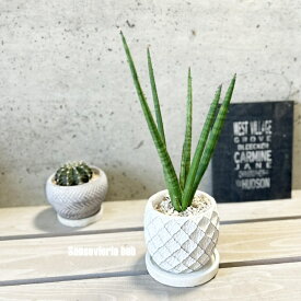 観葉植物【サンセヴィエリア属】サンスベリア・ボブ4号セメント鉢（WC0045S-W）（皿付）