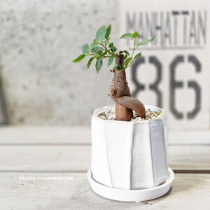 �ϗt�A���y�C�`�W�N���z�K�W���}��3.5�����픫�iYJ230222-W�j(�M�tCX137)