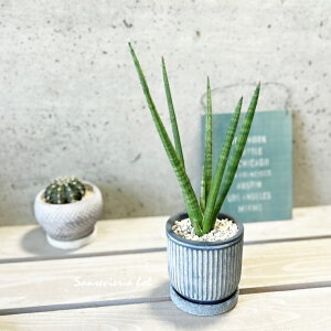 �ϗt�A���y�T���Z���B�G���A���z�T���X�x���A�E�{�u3.5���Z�����g���iKL21BKBB�j�i�M�t�j