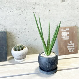 観葉植物【サンセヴィエリア属】サンスベリア・ボブ4号セメント鉢（GG32T-GR）（皿付RS120BK）