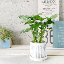 楽天市場】フィロデンドロン セローム（花・観葉植物｜花・ガーデン 