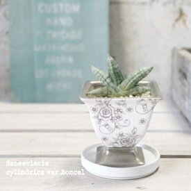 観葉植物【サンセヴィエリア属】サンスベリア・シリンドリカボンセレンシス【SS】4号陶器鉢（80811-1212花柄）（皿付CX137）