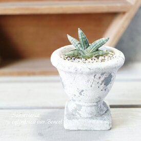観葉植物【サンセヴィエリア属】サンスベリア・シリンドリカボンセレンシス【SS】4号セメント鉢（MM02GYBB）（皿付RS120）