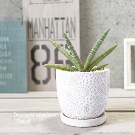 観葉植物【サンセヴィエリア属】サンスベリア・シリンドリカボンセレンシス【S】3.5号セラミック鉢（KL45WH）（皿付）