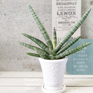 �ϗt�A���y�T���Z���B�G���A���z�T���X�x���A�V�����h���J�E�{���Z�����V�X�@L4.5�����픫�iMRO3-135�j�i�M�tCX137�j