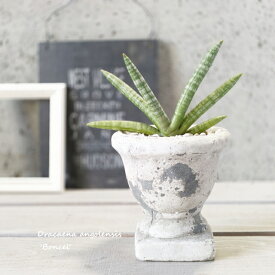 観葉植物【サンセヴィエリア属】サンスベリア・シリンドリカボンセレンシス【S】4号セメント鉢（MM02GYBB）（皿付RS120）