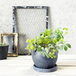 �ϗt�A���y�p���e�m�L�b�X�X���z�V���K�[�o�C�� 4���Z�����g���iGG32T-GR�j�i�M�tRS120BK�j