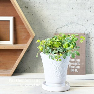 �ϗt�A���y�p���e�m�L�b�X�X���z�V���K�[�o�C�� 4.5�����픫�iMRO3-135�j�i�M�tCX137�j