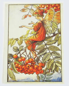 |XgJ[h}EeAbVtFA[[FLOWER FAIRY]t[tFA[bZ[WJ[h