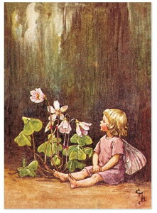 |XgJ[hWood-sorreltFA[[FLOWER FAIRY]t[tFA[bZ[WJ[h