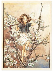 |XgJ[hBlackthorrntFA[[FLOWER FAIRY]t[tFA[bZ[WJ[h