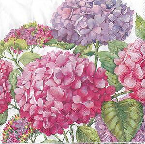 y[p[ivL z `TCY V[IusNubTY[ihr] SEA OF PINK BLOSSOMSivLEfRp[WEzԁEEAWTCEnChCWA