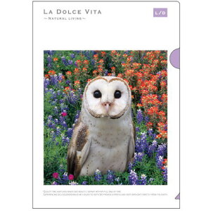 A4NAt@C@11653t[IELA DOLCE VITA@NAtH_[@NAz_[~~YNEtNEEӂ낤E݂݂