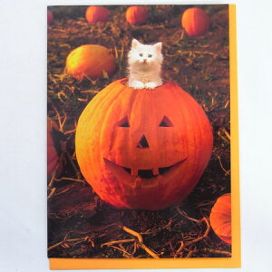 701508@nEBJ[h@ڂႩ L![AVANTI]lRELEHEHALLOWEENbZ[WEMtgJ[hEO[eBO
