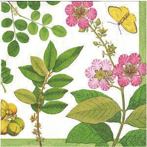 10���y�[�p�[�i�v�L�� �R���}���f���K�[�f�� Coromandel Garden��̑���Caspari �J�X�p��
