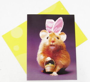 C[X^[J[hL@oj[nX^[[AVANTI]bgElY~bZ[WEMtgJ[hEO[eBO