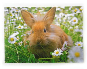 |XgJ[hrbg@x@fCW[[Edition Gollong]bZ[WJ[hLE˂E