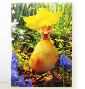 700904C[X^[J[hL@t[nbg@_bN[AVANTI]AqEЂ郁bZ[WEMtgJ[hEO[eBO