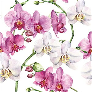y[p[ivL GKgȗ Elegant orchids white Ambiente `TCY ̉