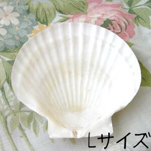 fRp[Wp@VFLTCY[z^eL]fRp[WΌ󂯁E\[vg[