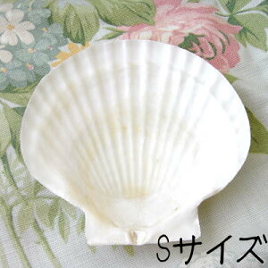 fRp[Wp@VFSTCY[z^eL]fRp[WΌ󂯁E\[vg[