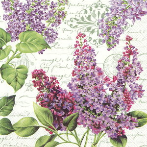 5@y[p[ivL `TCY@CbN^[ zCg[ihr] LILAC LETTER whiteivLEfRp[WEtE