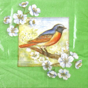 pԍ݌Ɍ 5y[p[ivL o[fBWIDA[XCX]ԕEfRp[WEbsOEETNEgEEo[hEƂ