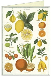 Cavallini O[eBOJ[h VgX Cavallini&Co J@[j Jo[j n uNJ[h ړIJ[h O[eBOJ[h  k IW