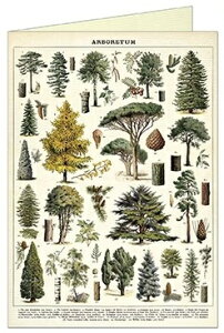 Cavallini O[eBOJ[h ؉ Cavallini&Co J@[j Jo[j n uNJ[h ړIJ[h O[eBOJ[h X X 