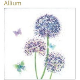 楽天市場 アリウム ギガンチュームの通販